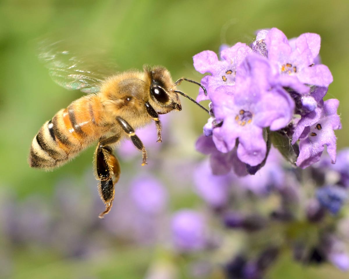 Where Have All The Honey Bees Gone (Not-So-Long-Time Passing)?