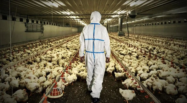 Is “Bird Flu” the Next Covid-19 in Ohio?